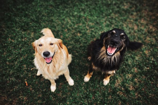pet photographer takes photo of two dogs 