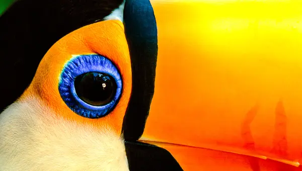 The Art of Photographing Birds with Frans Lanting